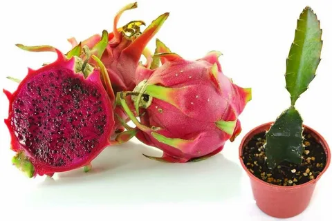 Dragon Fruit